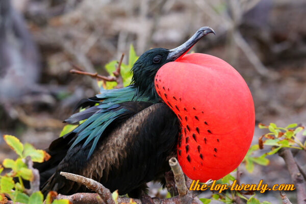 Frigatebird fastest animals